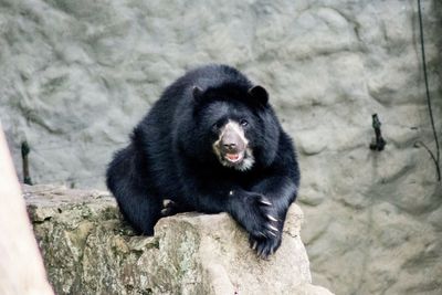 Close-up of bear on rock