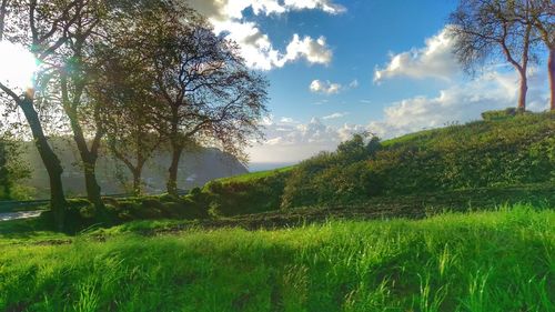 Scenic view of grassy field against sky