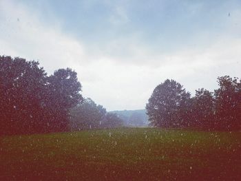 Trees on field against sky