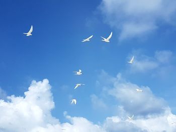 Low angle view of bird flying over blue sky