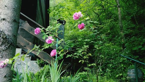 Close-up of pink flowering plant in yard