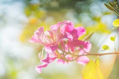 Close-up of pink flowers