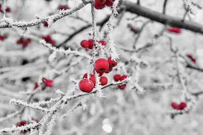 Close-up of frozen berries on tree