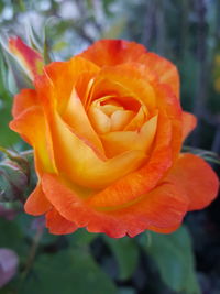 Close-up of rose blooming outdoors