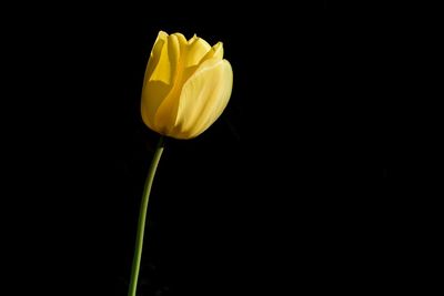 Close-up of yellow flower over black background