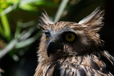 Close-up portrait of owl