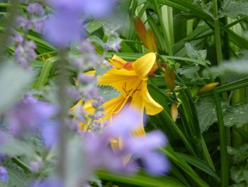 Close-up of yellow flowers blooming outdoors