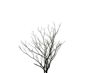 Low angle view of bare tree against clear sky