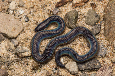 Close-up of lizard on ground