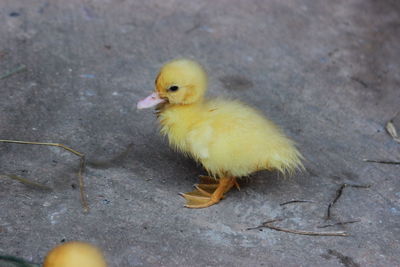 High angle view of a bird