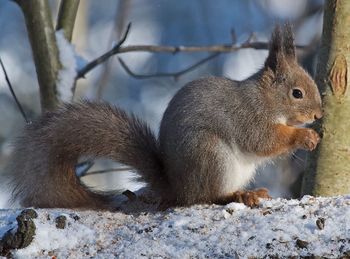 Close-up of squirrel on tree branch