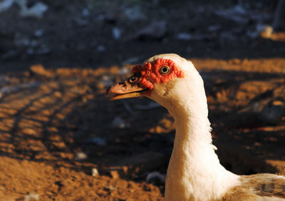 Close-up of a duck