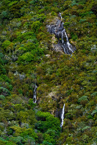Bird flying over green landscape