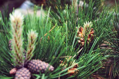 Close-up of plant growing outdoors