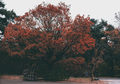 Trees in park