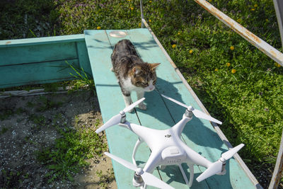 High angle view of dog in yard