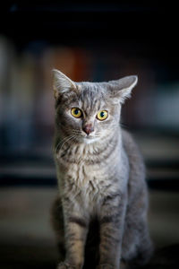 Close-up portrait of tabby cat