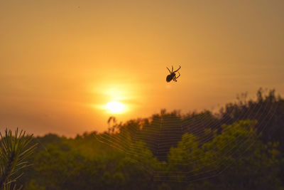 Close-up of silhouette insect on field against sky at sunset