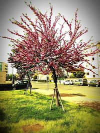 Flowers growing in lawn