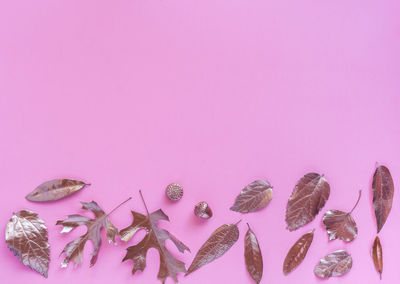 Close-up of pink flowers over colored background