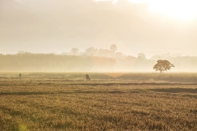 View of rural landscape