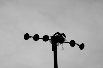 Low angle view of red tailed hawk spreading wings atop a street light against clear sky