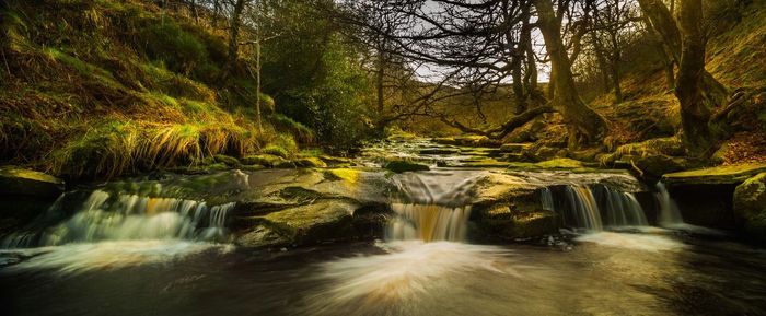 Scenic view of waterfall in forest