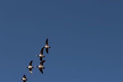 Wild geese