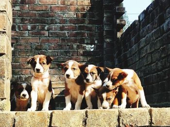 Portrait of a dog against wall