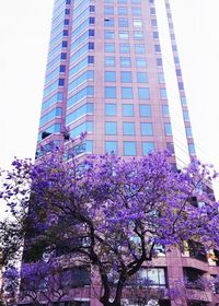 Low angle view of pink flowering tree against building