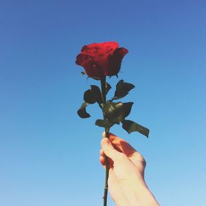 Cropped hand of person holding rose against clear blue sky