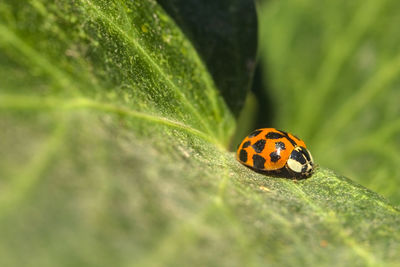 Close-up of ladybug on leaf