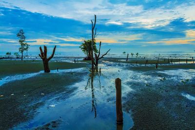 Palm trees on beach against sky