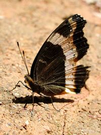 Close-up of butterfly