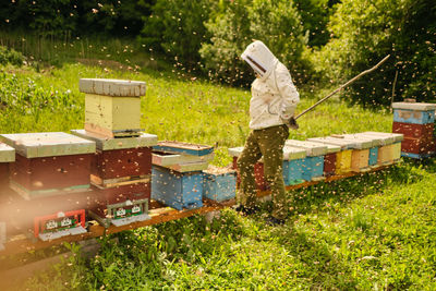 View of bee on grassy field