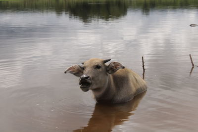 View of duck drinking water in lake