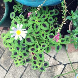 Close-up of potted plant