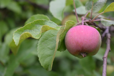 Close-up of apple growing on tree