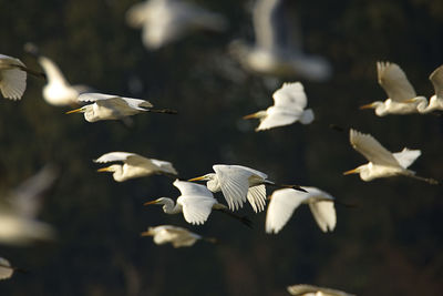 Seagulls flying