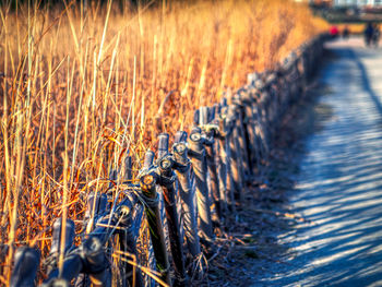Close-up of corn on the field