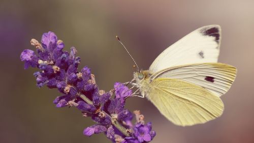 Close-up of butterfly pollinating on purple flower