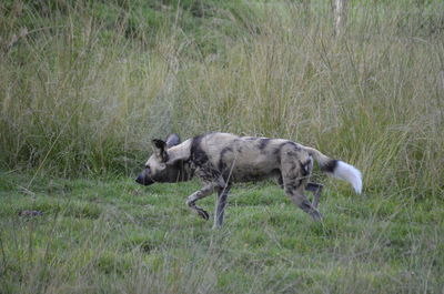 Animal grazing on grassy field