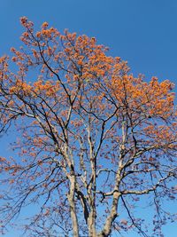 Low angle view of flowering tree against blue sky
