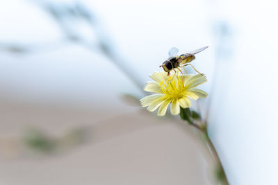 Close-up of bee pollinating on flower