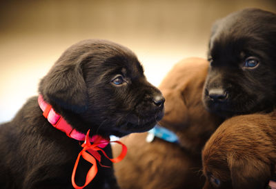 Close-up view of puppy