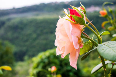 Close-up of rose plant