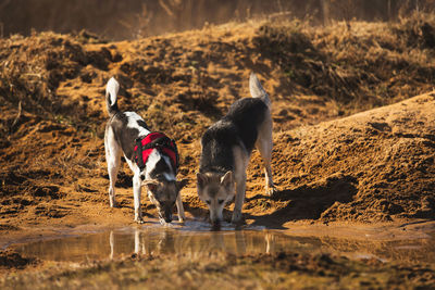 Dogs standing on land