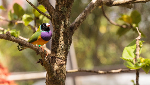 Colorful lady gouldian finch erythrura gouldiae birds eat seed that hangs off a tree branch.