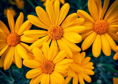 Close-up of yellow flowering plants in park