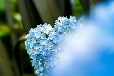 Close-up of white hydrangea flower